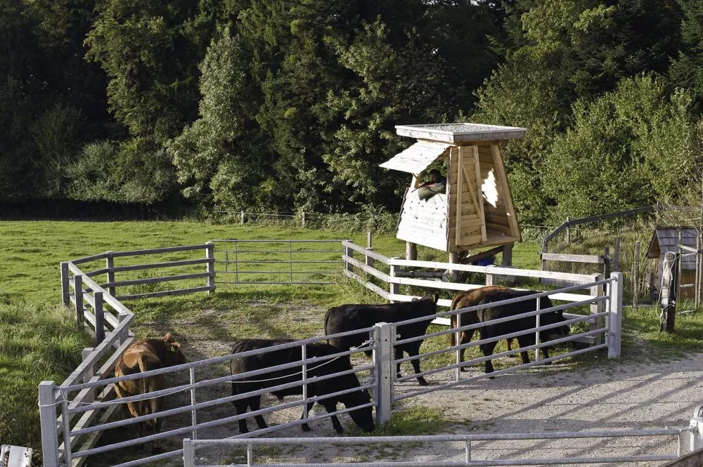 Un homme est dans une cabane en bois surélevée, observant un enclos avec plusieurs vaches. L'environnement est verdoyant avec des arbres en arrière-plan.