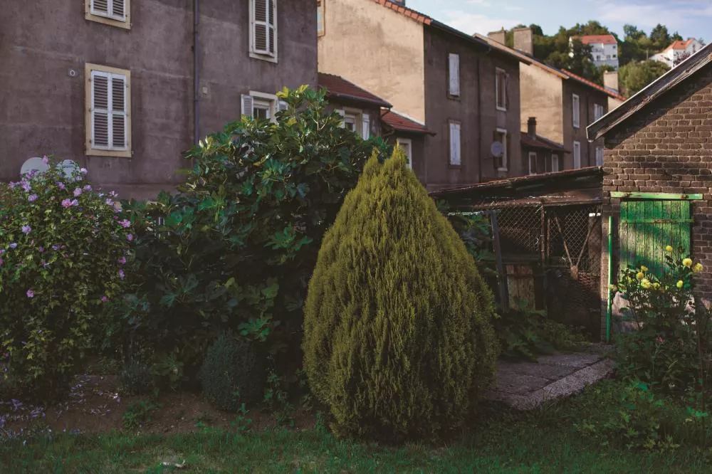 Un jardin avec un arbuste taillé en forme de cône devant un bâtiment en briques.