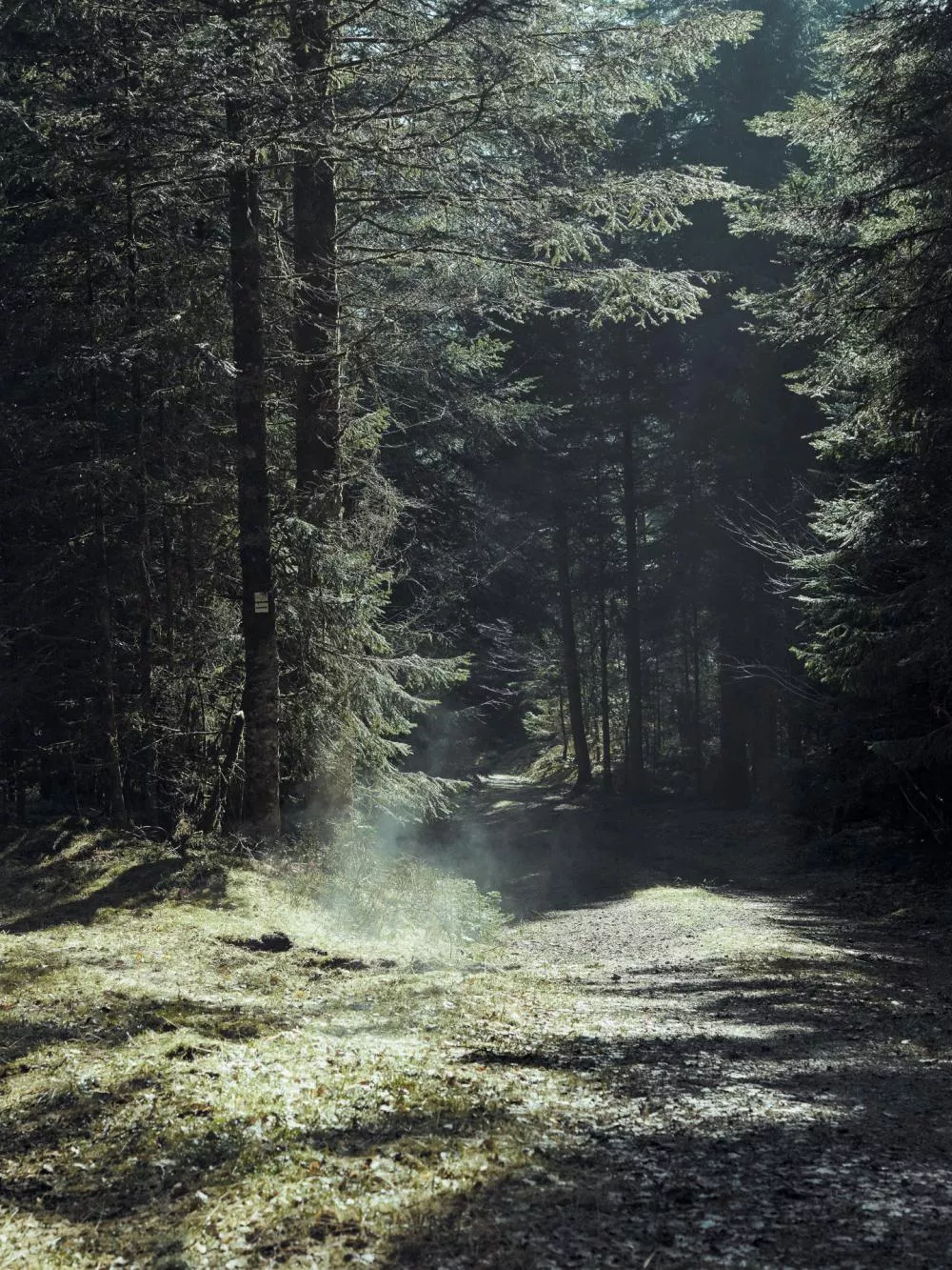 Un chemin forestier baigné de lumière traverse une forêt dense. Les rayons du soleil filtrent à travers les arbres, créant des jeux d'ombres et de lumières sur le sol.