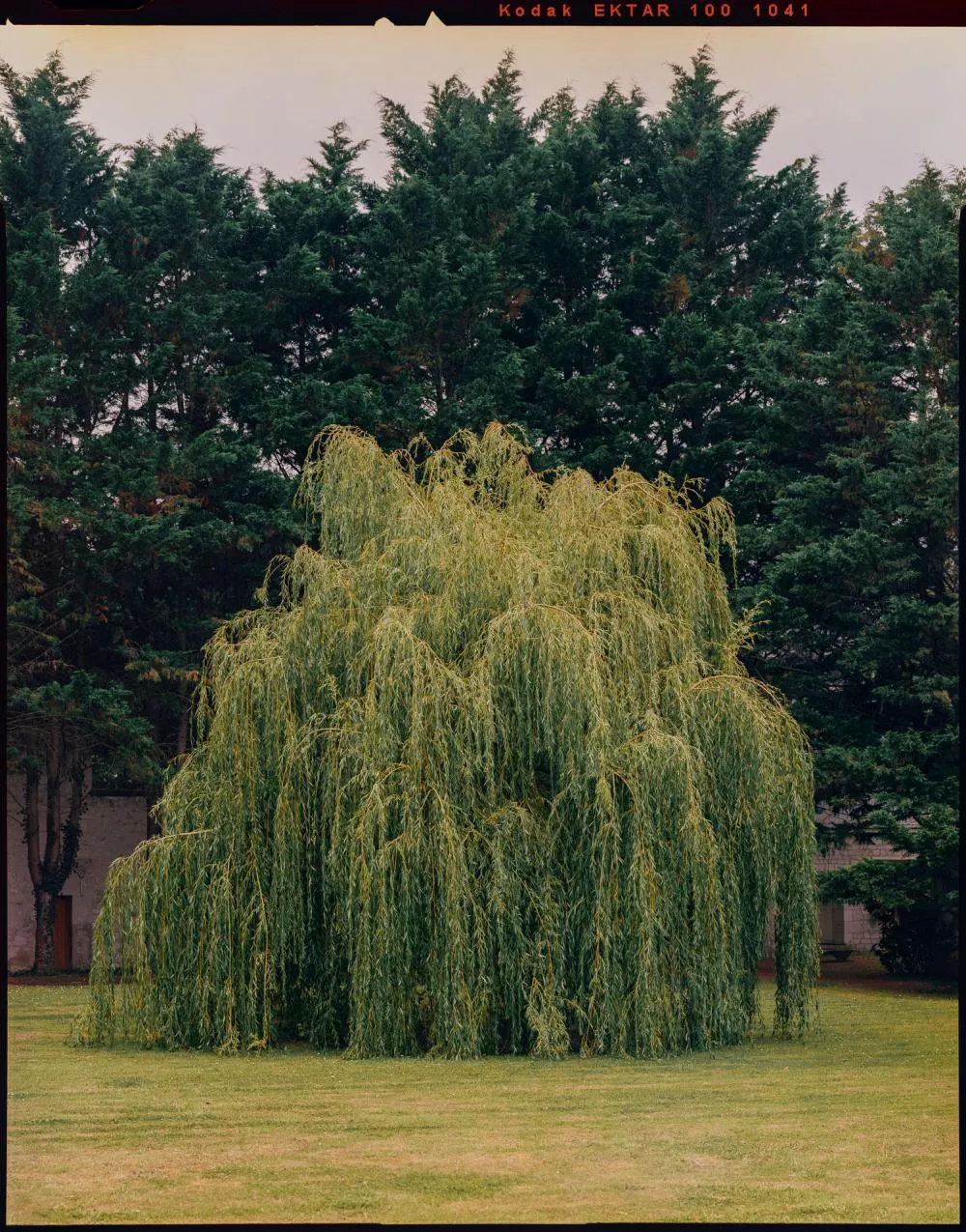 Un saule pleureur se tient dans un parc, entouré d'arbres verts en arrière-plan, sur une pelouse bien entretenue.