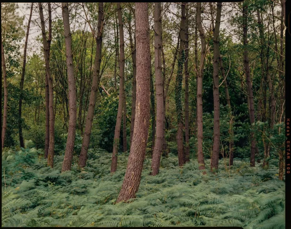 Une forêt dense avec de nombreux arbres élancés et un sous-bois couvert de fougères vertes.