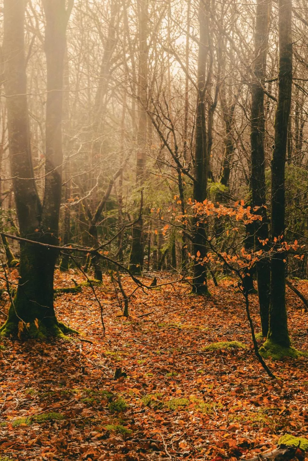 Une forêt en automne avec des arbres aux troncs sombres et un sol couvert de feuilles mortes aux teintes orangées. Quelques feuilles persistent sur les branches, illuminées par une lumière douce et brumeuse.