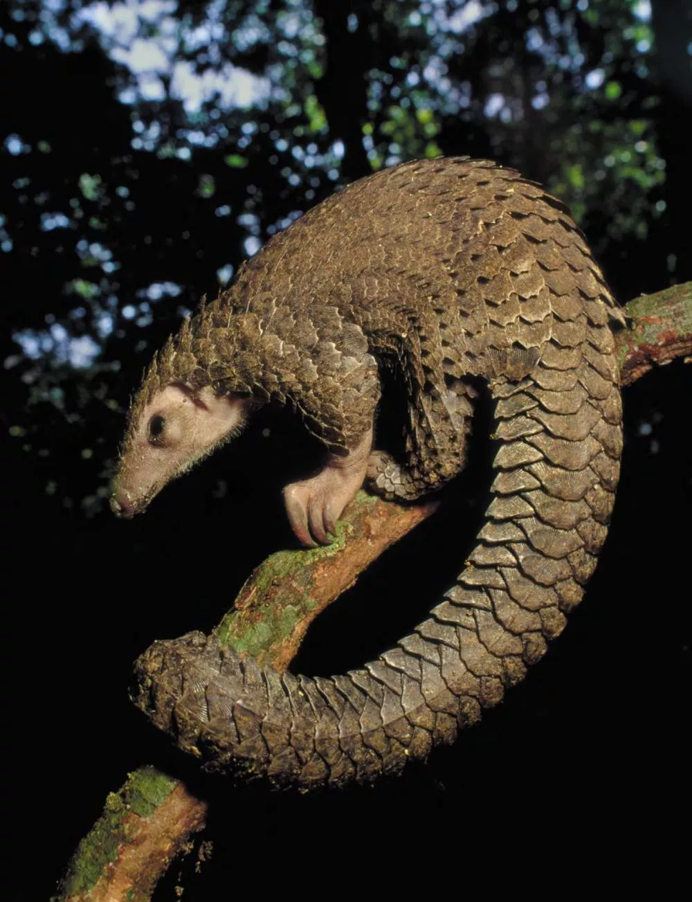 Un pangolin est perché sur une branche d'arbre dans un environnement forestier. Son corps est recouvert d'écailles et il est enroulé autour de la branche.