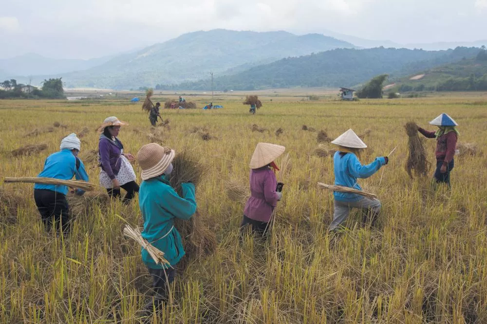 Des personnes travaillent dans un champ de riz, portant des chapeaux traditionnels et manipulant des gerbes de riz. L'arrière-plan montre des montagnes et un ciel nuageux.