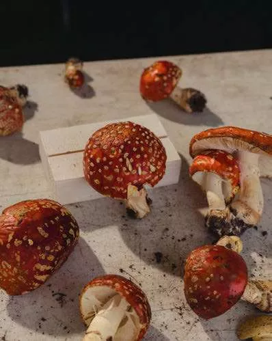 Des champignons rouges avec des taches blanches sont disposés sur une surface en bois.
