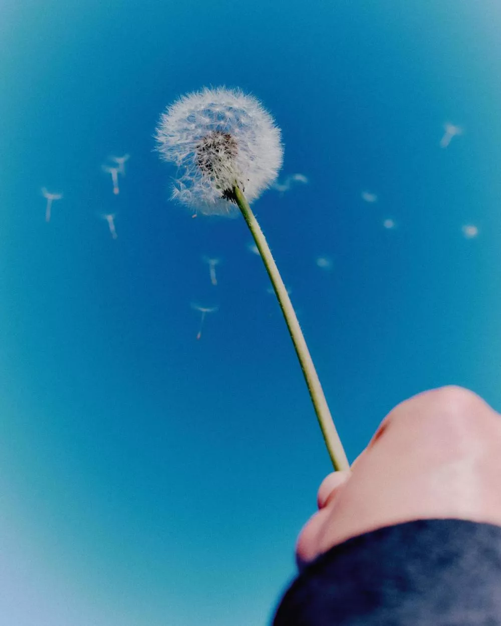 Une main tient une fleur de pissenlit contre un ciel bleu, avec des aigrettes qui s'envolent.