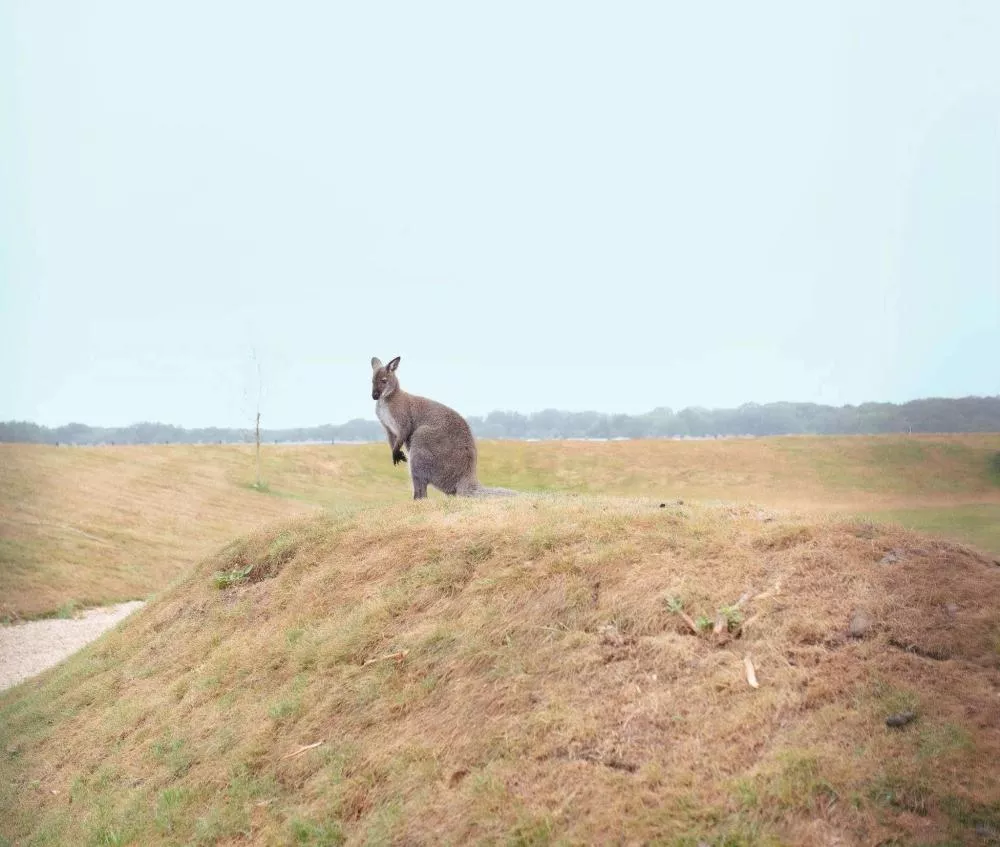 Un kangourou se tient sur une colline herbeuse dans un paysage ouvert avec un ciel clair.