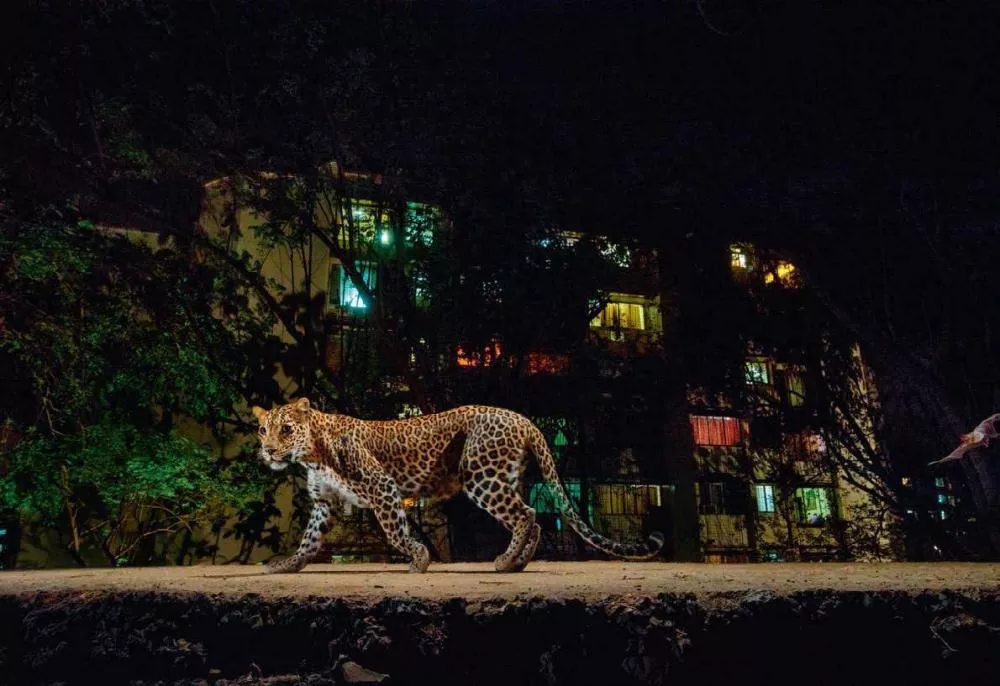 Un léopard marche la nuit devant un immeuble éclairé, entouré de végétation.