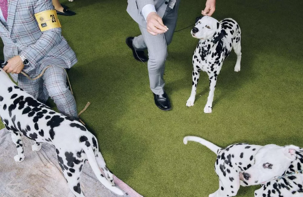 L'image montre plusieurs Dalmatiens sur une pelouse, accompagnés par des personnes en costume lors d'un événement ou d'une compétition canine.