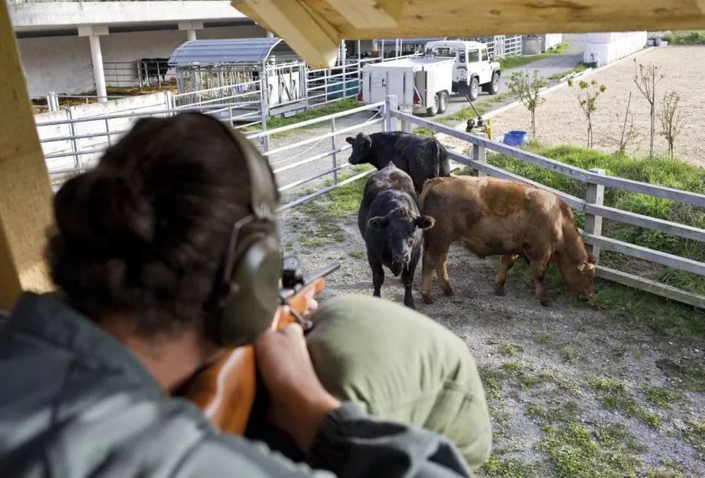Un homme portant un casque antibruit vise avec un fusil vers trois vaches dans un enclos. En arrière-plan, on voit un véhicule utilitaire et des installations agricoles.