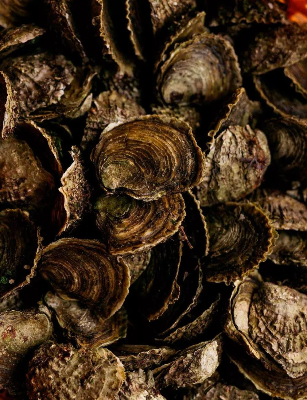 Un amas de coquilles d'huîtres empilées.