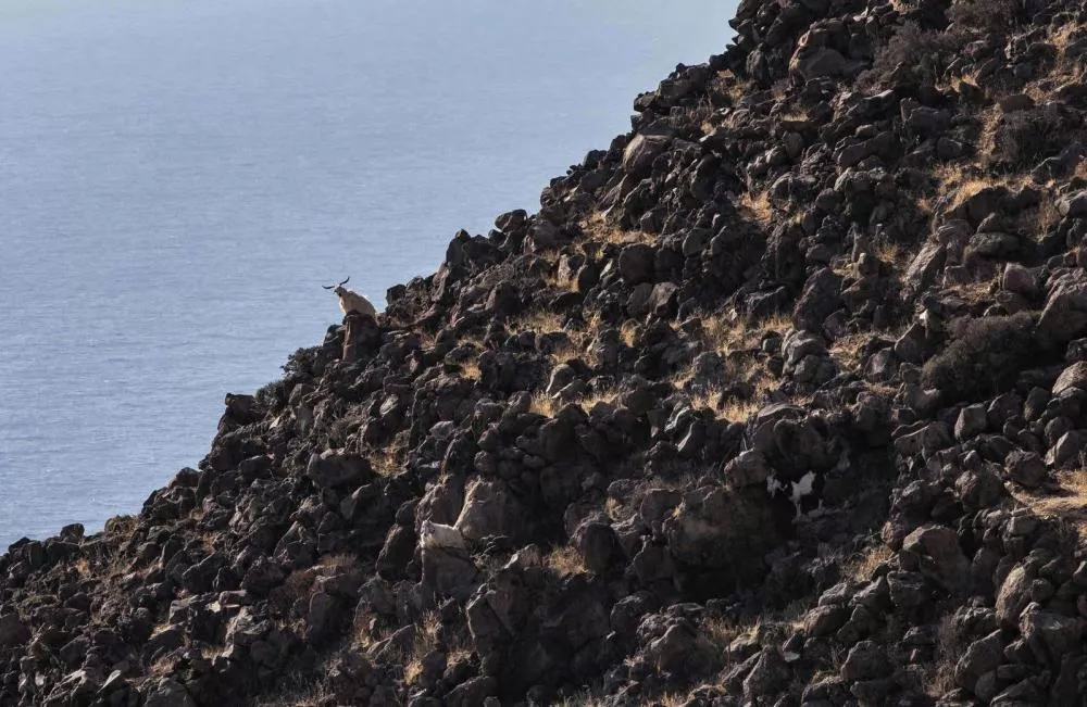 Une chèvre est assise sur un flanc rocheux escarpé, surplombant une étendue d'eau. D'autres chèvres sont dispersées parmi les rochers.