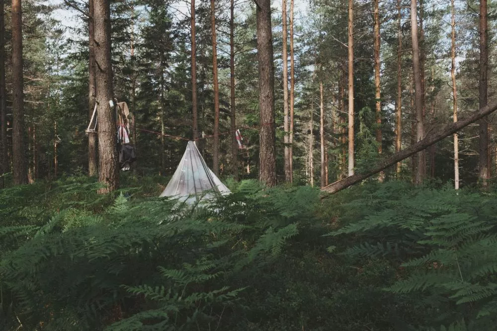 Une tente de camping est installée dans une forêt dense, entourée de fougères et de grands arbres. Des vêtements sont suspendus à une corde entre deux arbres.