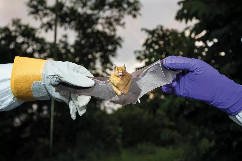 Un chauve-souris est tenue par deux personnes portant des gants de protection, l'une avec des gants gris et jaunes, l'autre avec des gants violets.