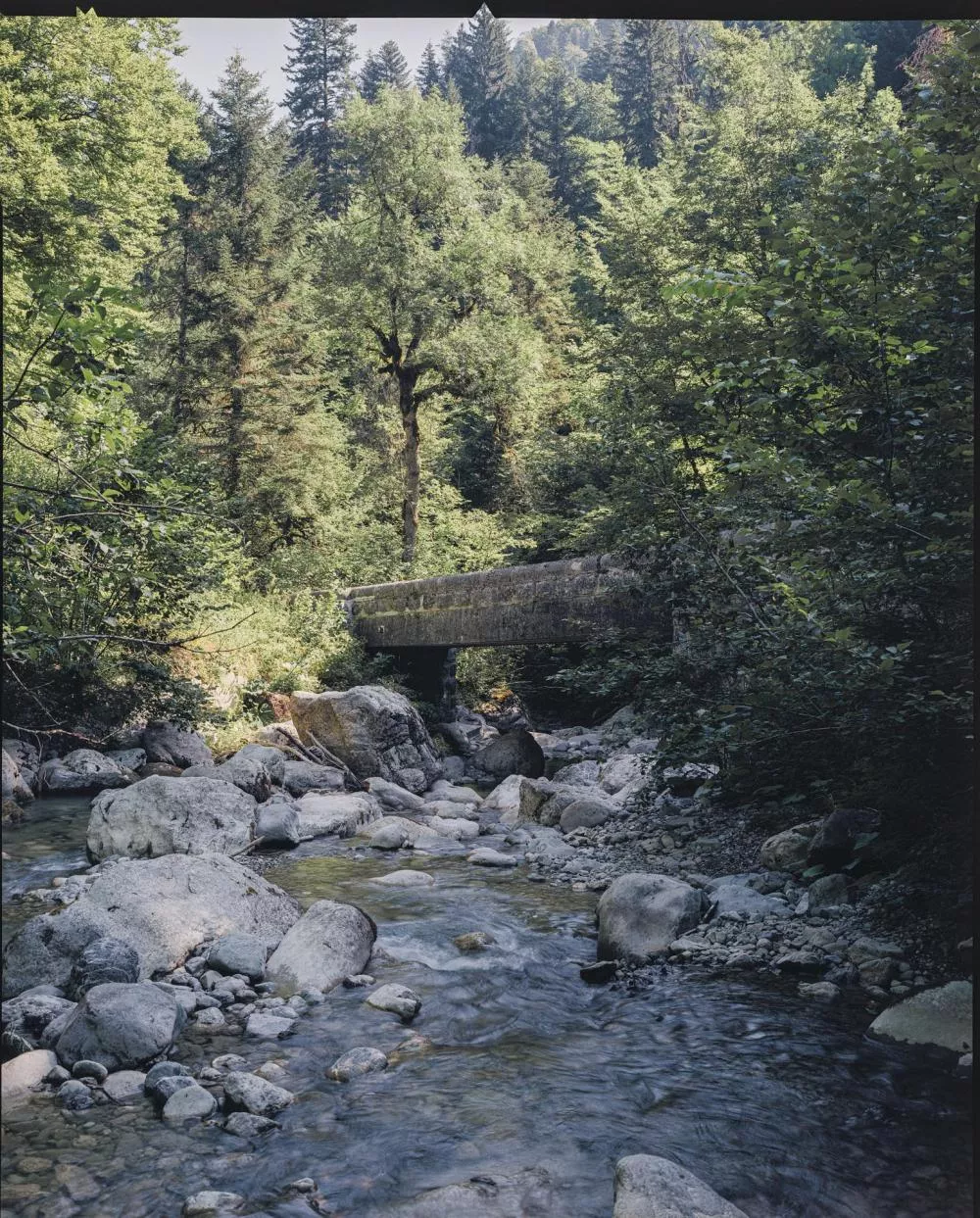 Un paysage forestier avec un ruisseau traversant des rochers, entouré de nombreux arbres verts, et un petit pont en pierre au fond.